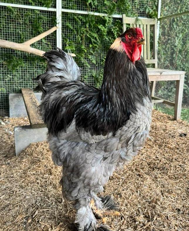 Blauwe brahma haan, Mâle, Poule ou poulet