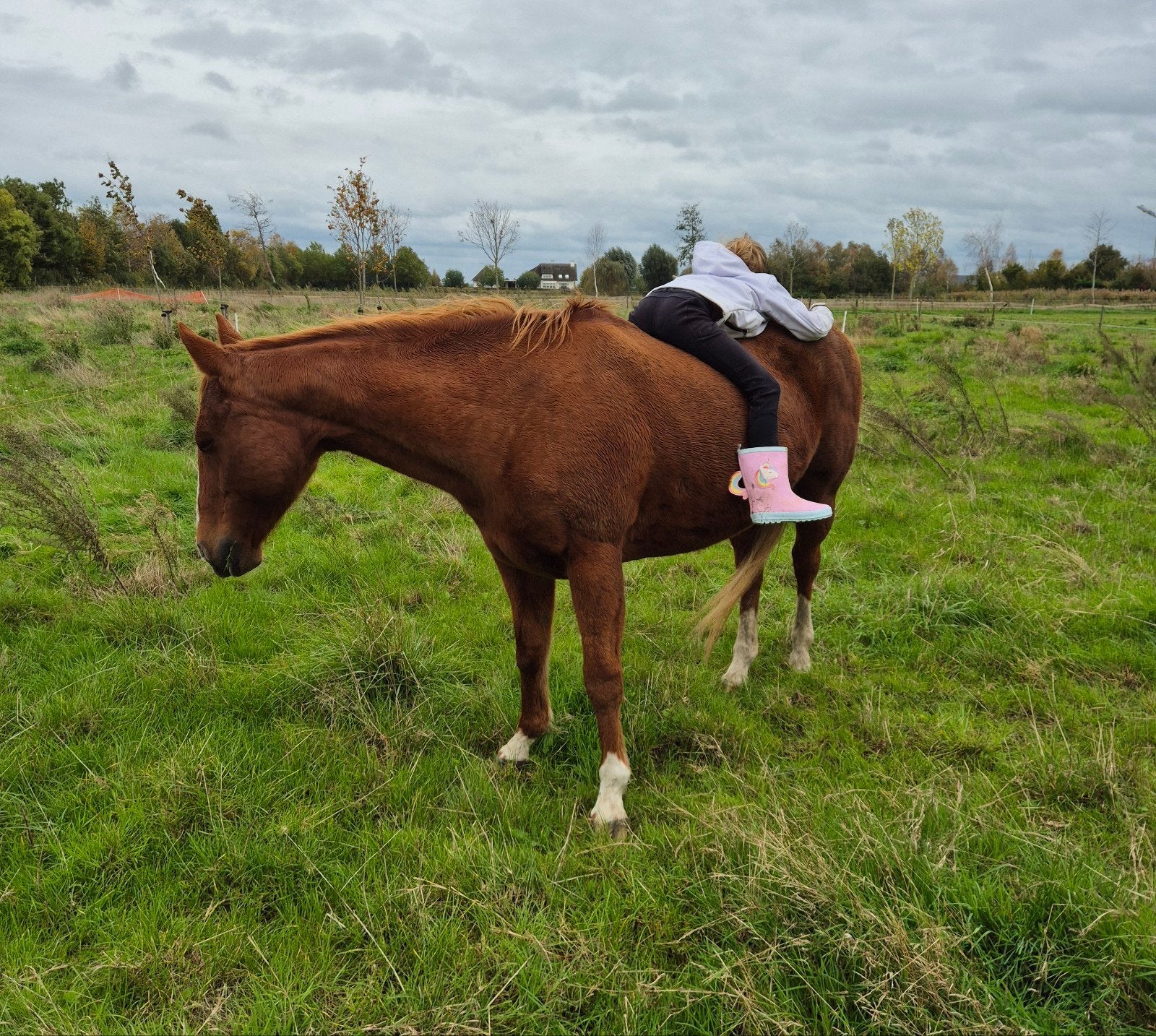 quarter horse merrie 1.54hoog, Dieren en Toebehoren, Merrie, Minder dan 160 cm, Met stamboom, M