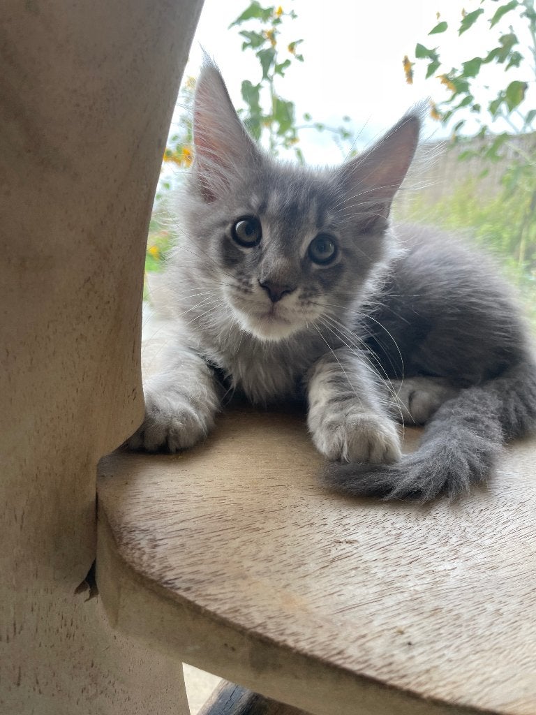 Maine Coon katertjes, Kater, Gechipt, 0 tot 2 jaar