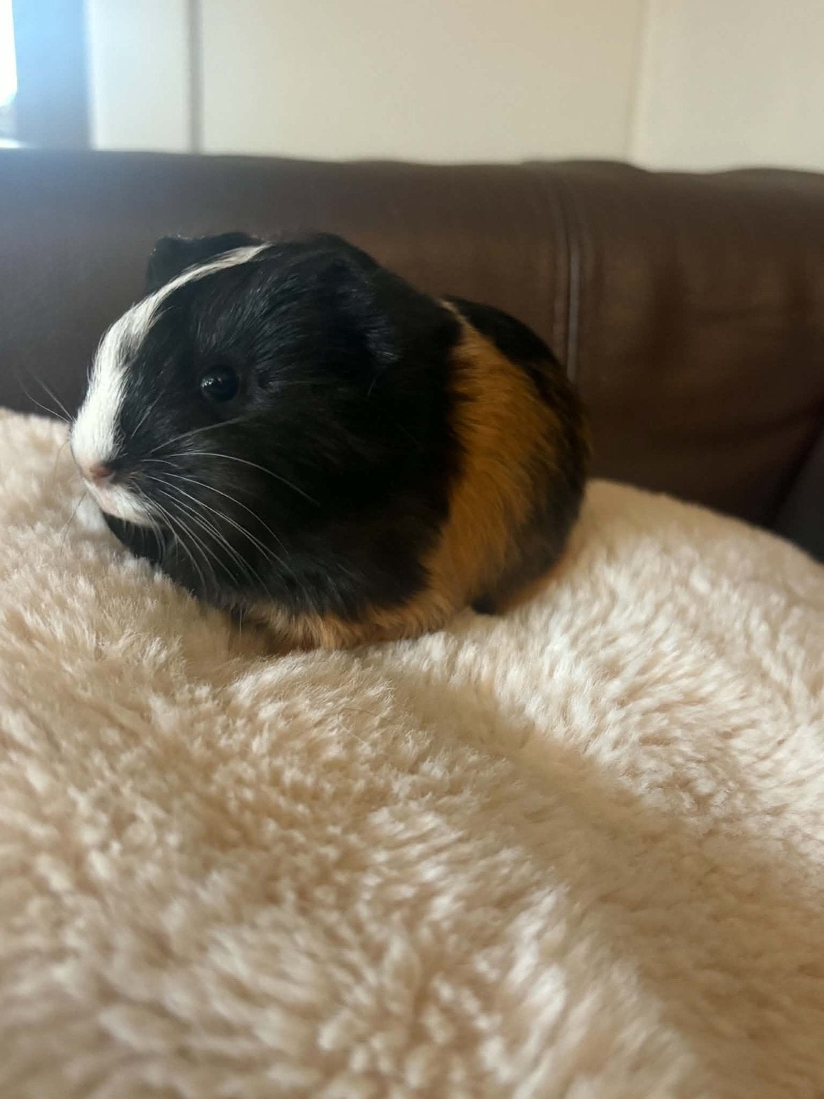 Langharige cavia shelty, Animaux & Accessoires, Octobre, Mâle, Domestique, Cobaye