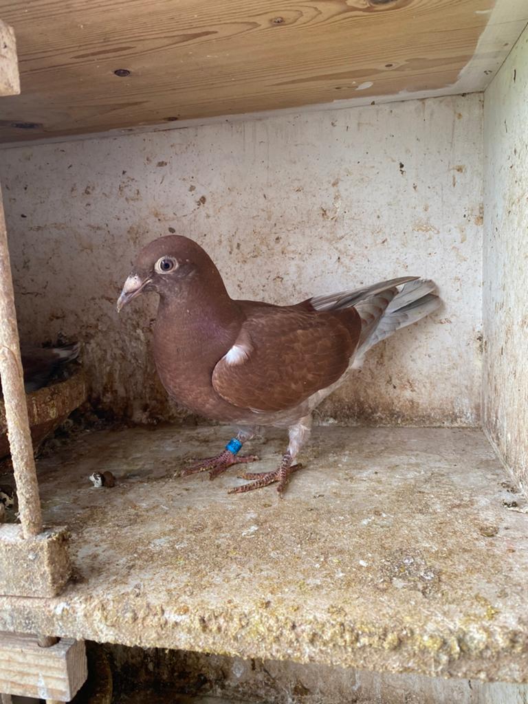 Koppel rode duiven, Plusieurs animaux, Pigeon voyageur