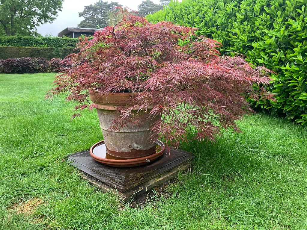Magnifique érable japonais en pot, Jardin & Terrasse, Enlèvement, Plante fixe, Autres espèces, Plein soleil
