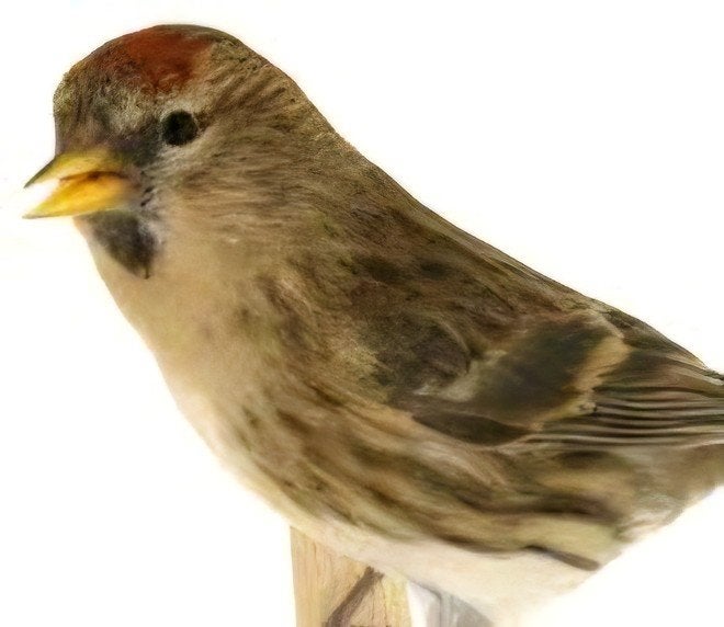 barmsijsjes, Dieren en Toebehoren
