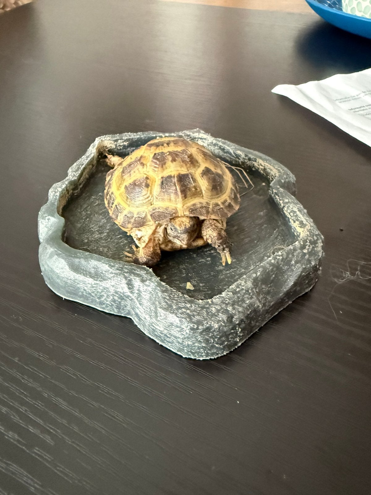 Mannelijke vierteenschilpad, Dieren en Toebehoren, Schildpad