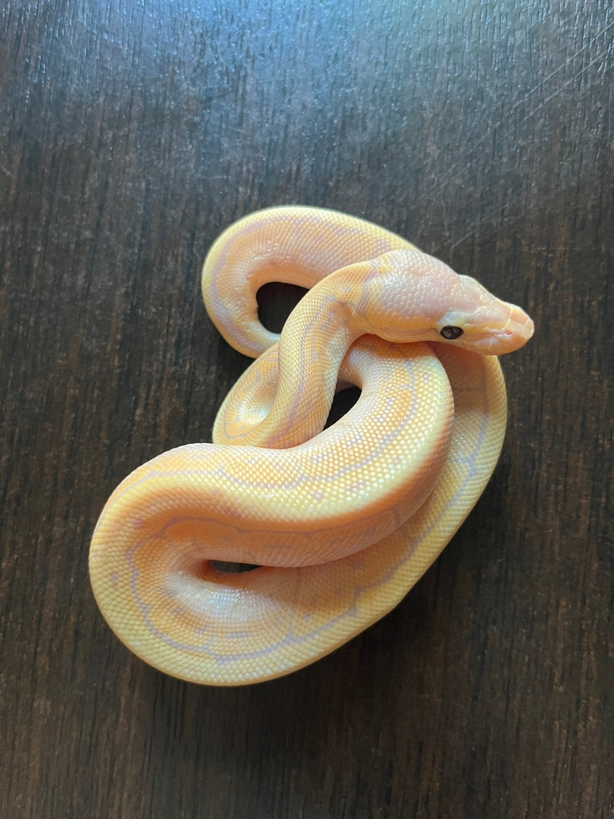 Ball Pythons 5.1, Dieren en Toebehoren, Reptielen en Amfibieën, Slang, Tam, 0 tot 2 jaar