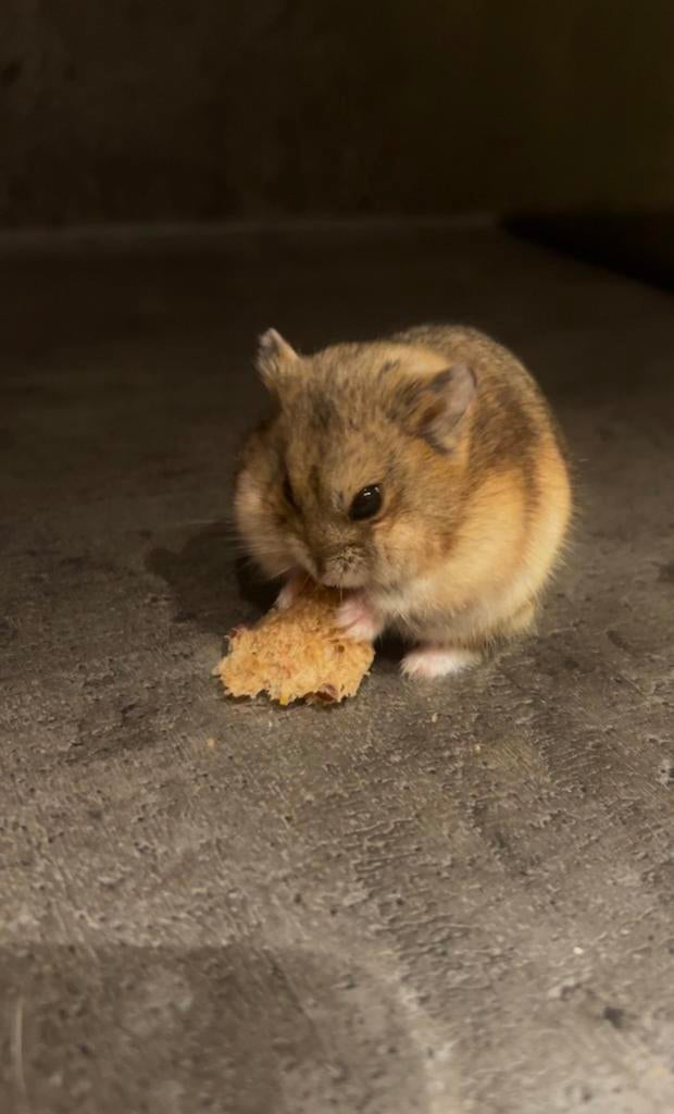 Hamstertje Billie, Dieren en Toebehoren, Hamster, Februari, Mannelijk, Tam