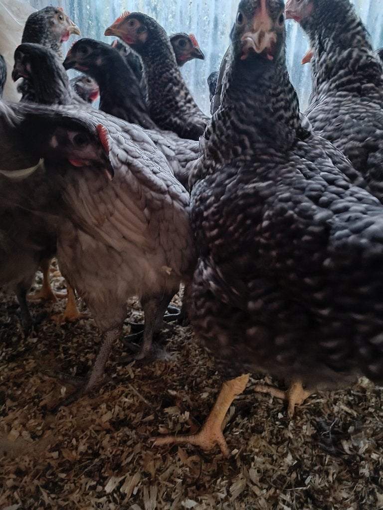 laatste 10 vlees / legkip +-3kg aan 10 euro!!!!, Vrouwelijk, Kip