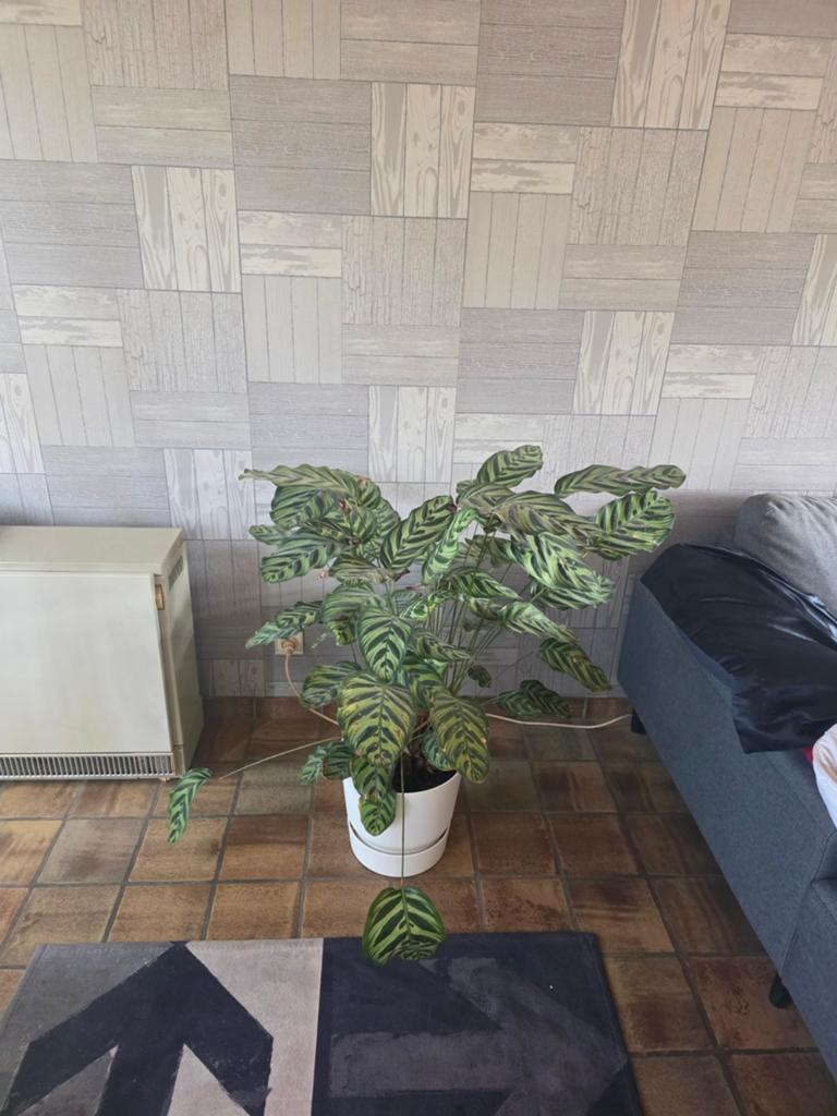 Pauwenplant met pot, Tuin en Terras, Planten | Tuinplanten, Ophalen