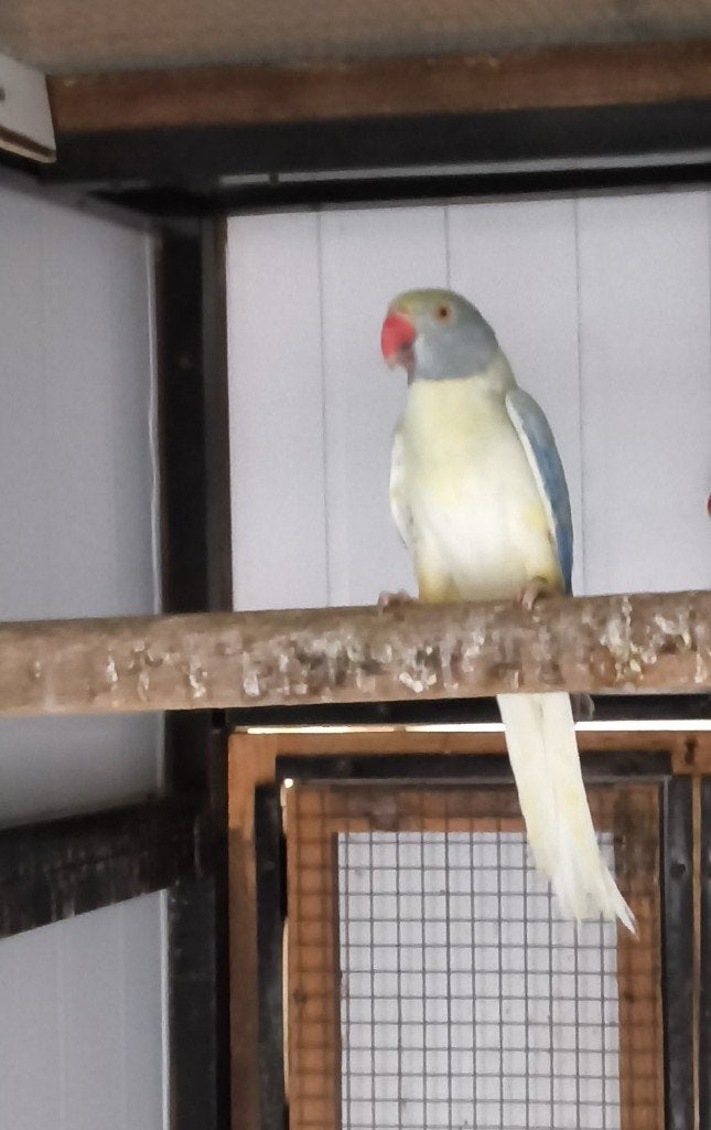 Halsband, Dieren en Toebehoren, Vrouwelijk, Pratend
