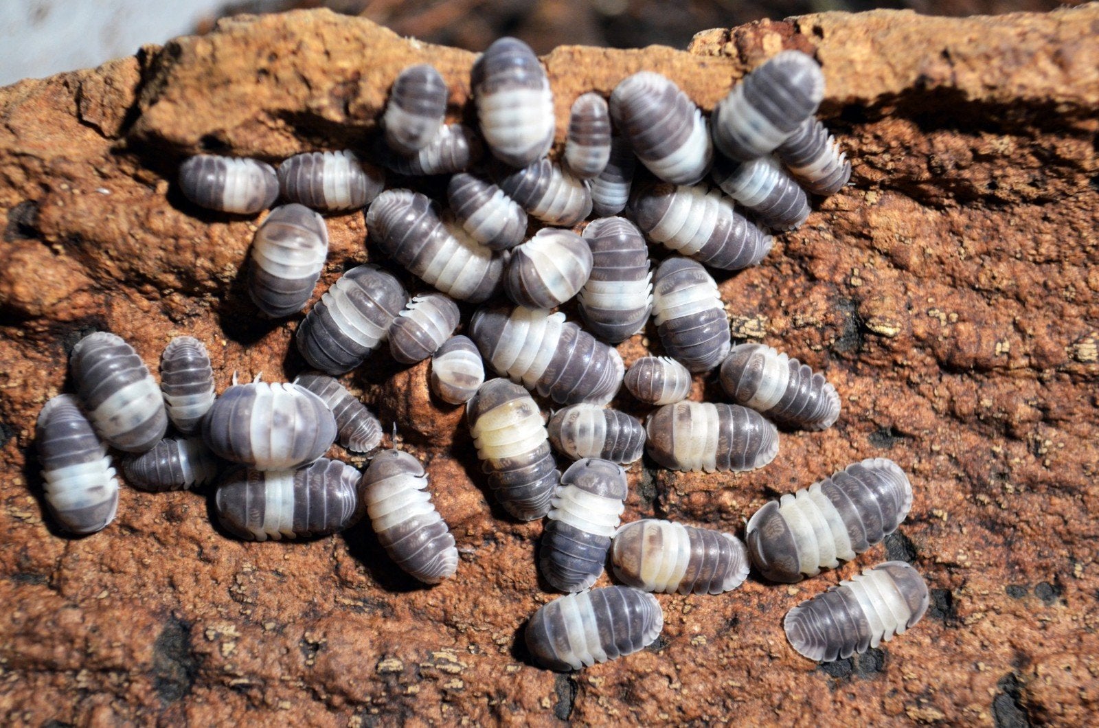 Cubaris sp. "Panda King", Dieren en Toebehoren, Overige soorten
