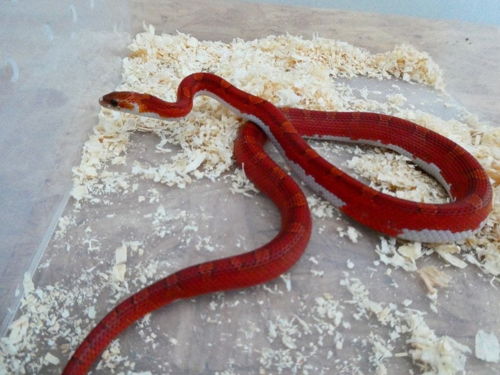 Pantherophis guttatus, Animaux & Accessoires, Enlèvement