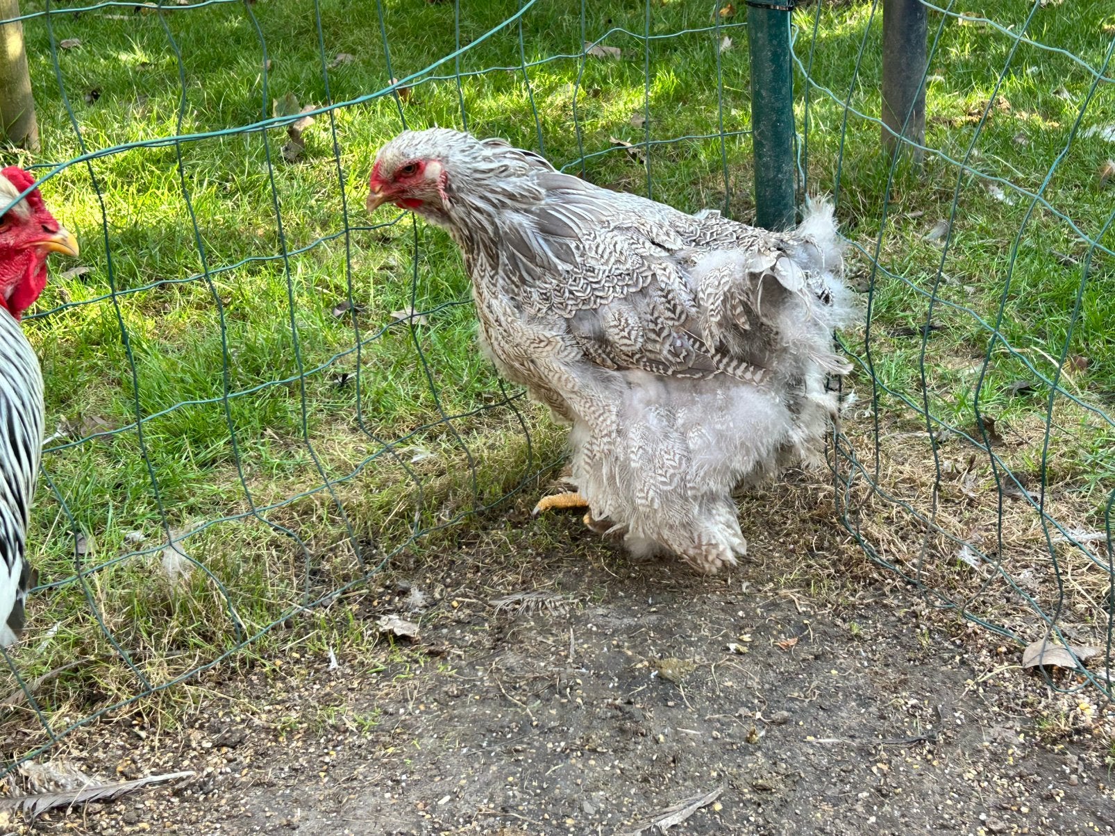 Brahma, Dieren en Toebehoren, Pluimvee