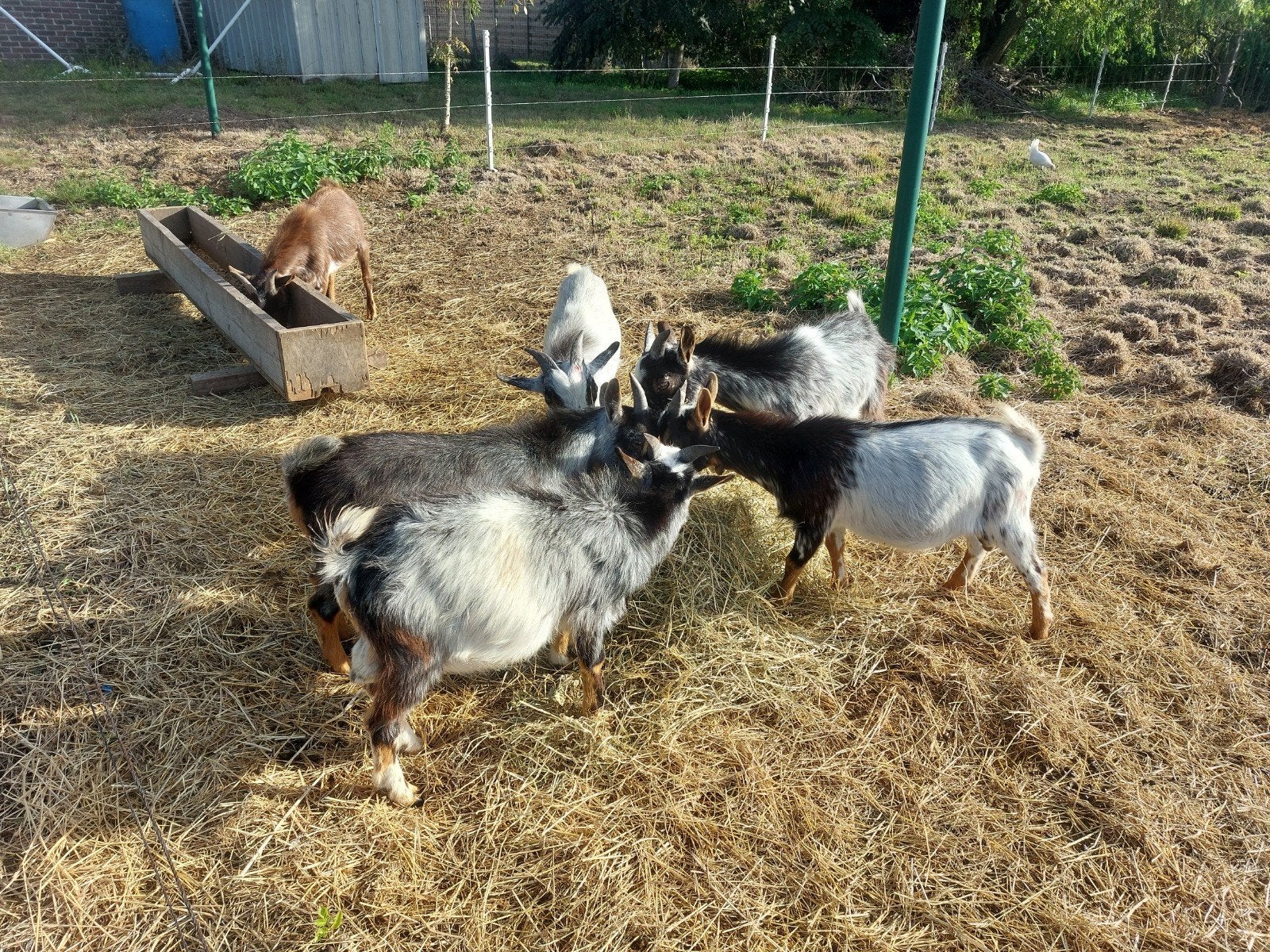 6 mooi bokjes, Dieren en Toebehoren, Schapen, Geiten en Varkens, Mannelijk, Geit, 0 tot 2 jaar