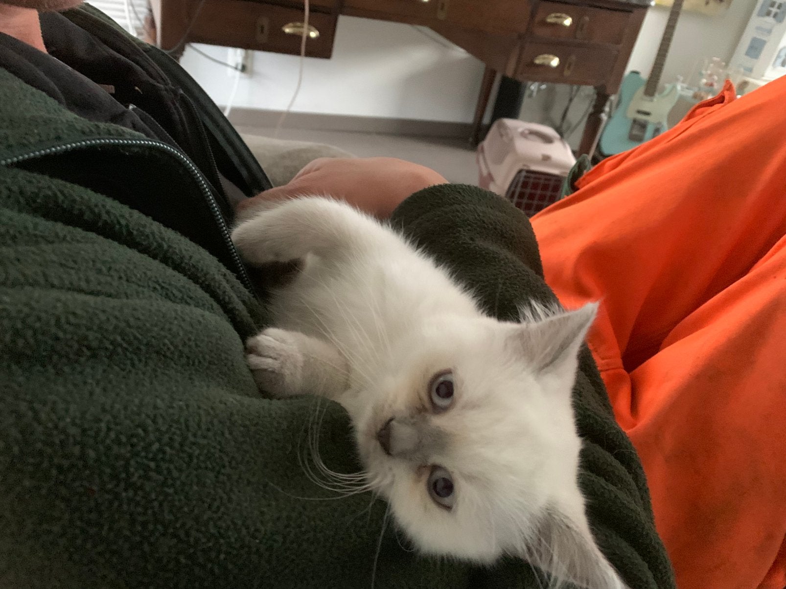 Chaton British Shorthair à pointe lilas avec pedigree, Animaux & Accessoires, Chatte ou Chat, Avec pedigree, 0 à 2 ans