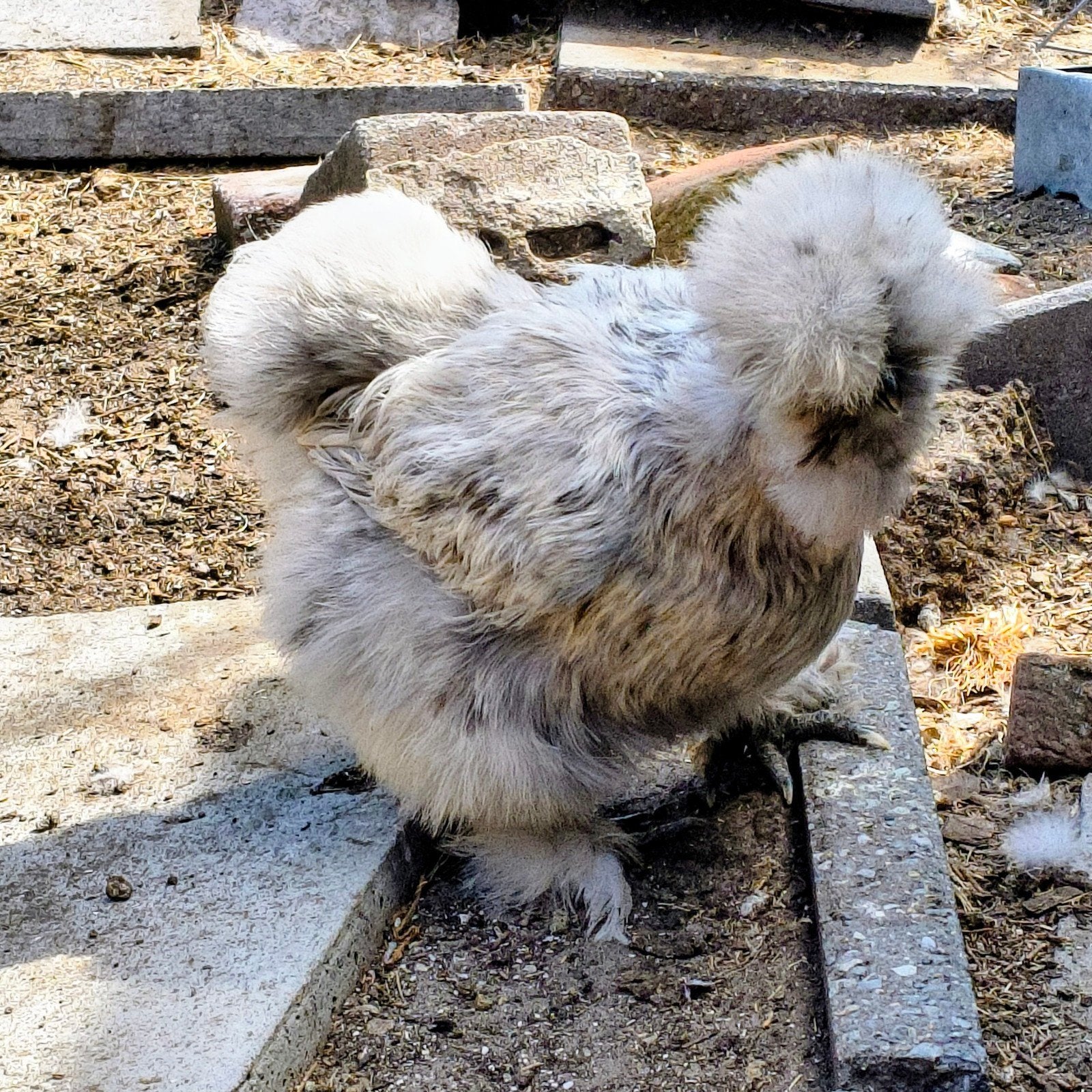overjaarse zijdehoen hennen in zijdeveer en frizzle, Dieren en Toebehoren, Pluimvee, Vrouwelijk, Kip