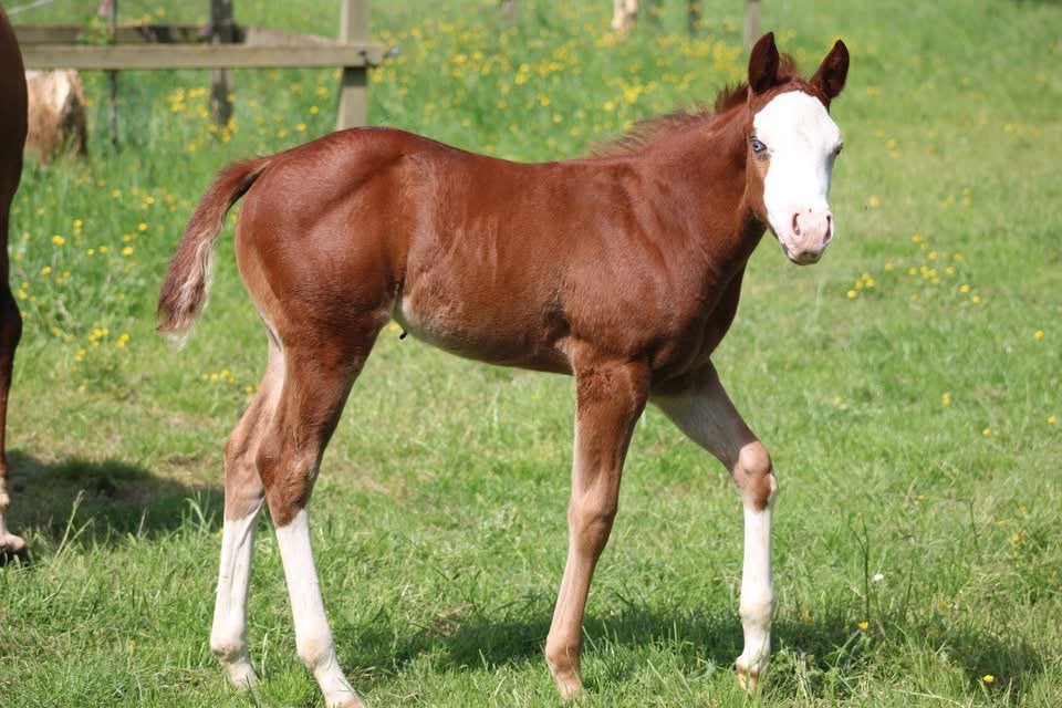 Super Quarter veulen, Dieren en Toebehoren, Merrie, Minder dan 160 cm, Met stamboom, 0 tot 2 jaar