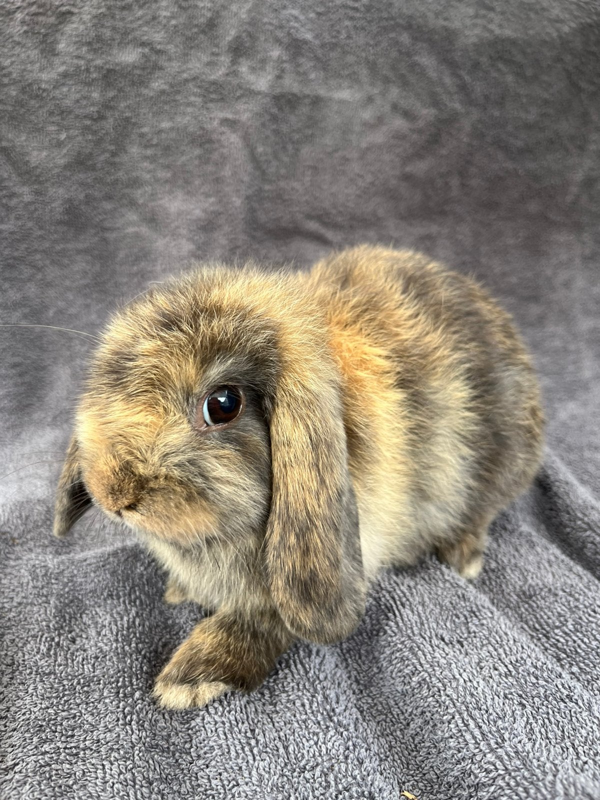 Nederlandse hangoortjes, Meerdere dieren, Middelgroot, Hangoor, 0 tot 2 jaar