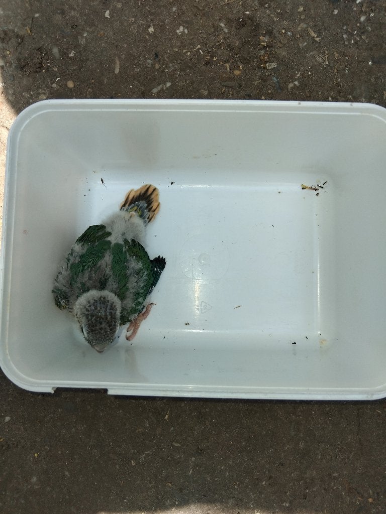 baby pyrrhura's, Dieren en Toebehoren, Vogels | Parkieten en Papegaaien, Tam