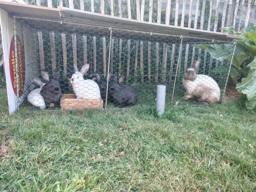Konijnenjongen met voedster, Dieren en Toebehoren, Konijnen