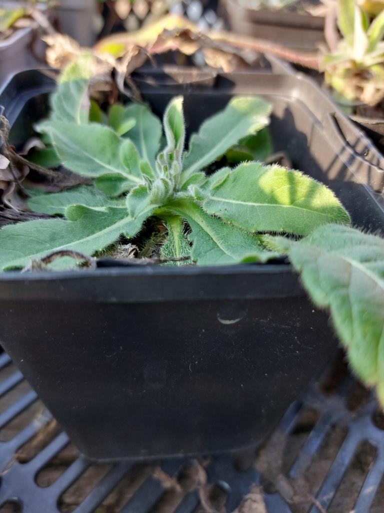 Slangenkruid (Echium) - p9, Tuin en Terras, Ophalen, Zomer