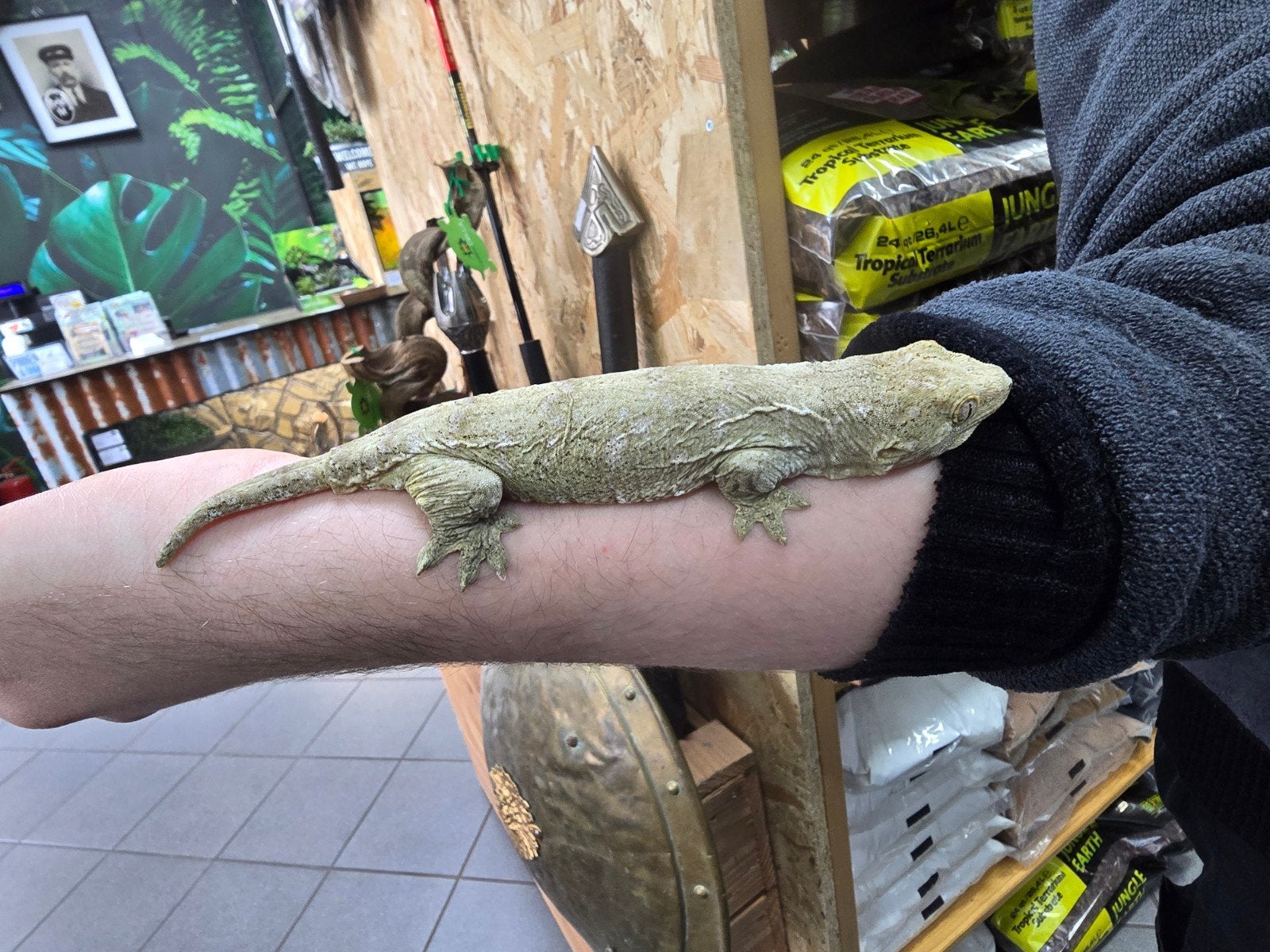Mooie jonge rhacodactylus leachianus. , Amfibie