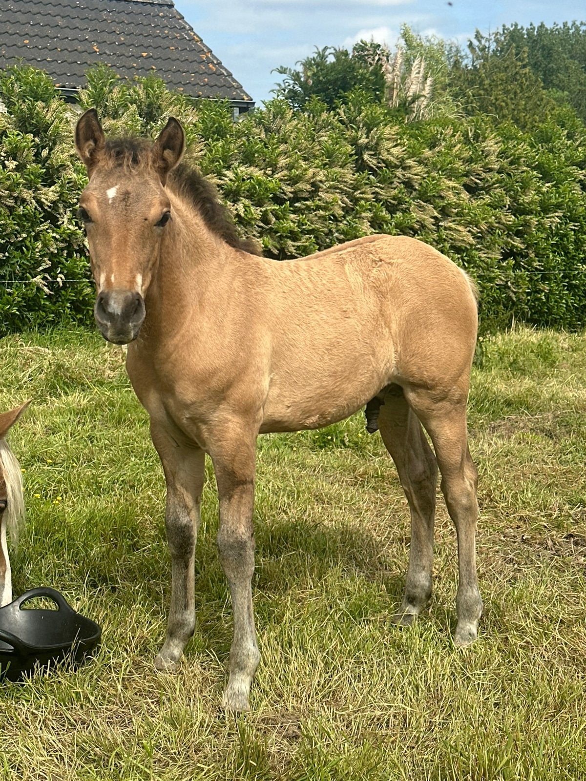 Super braaf hengstenveulen, Animaux & Accessoires, Chevaux, Avec puce électronique