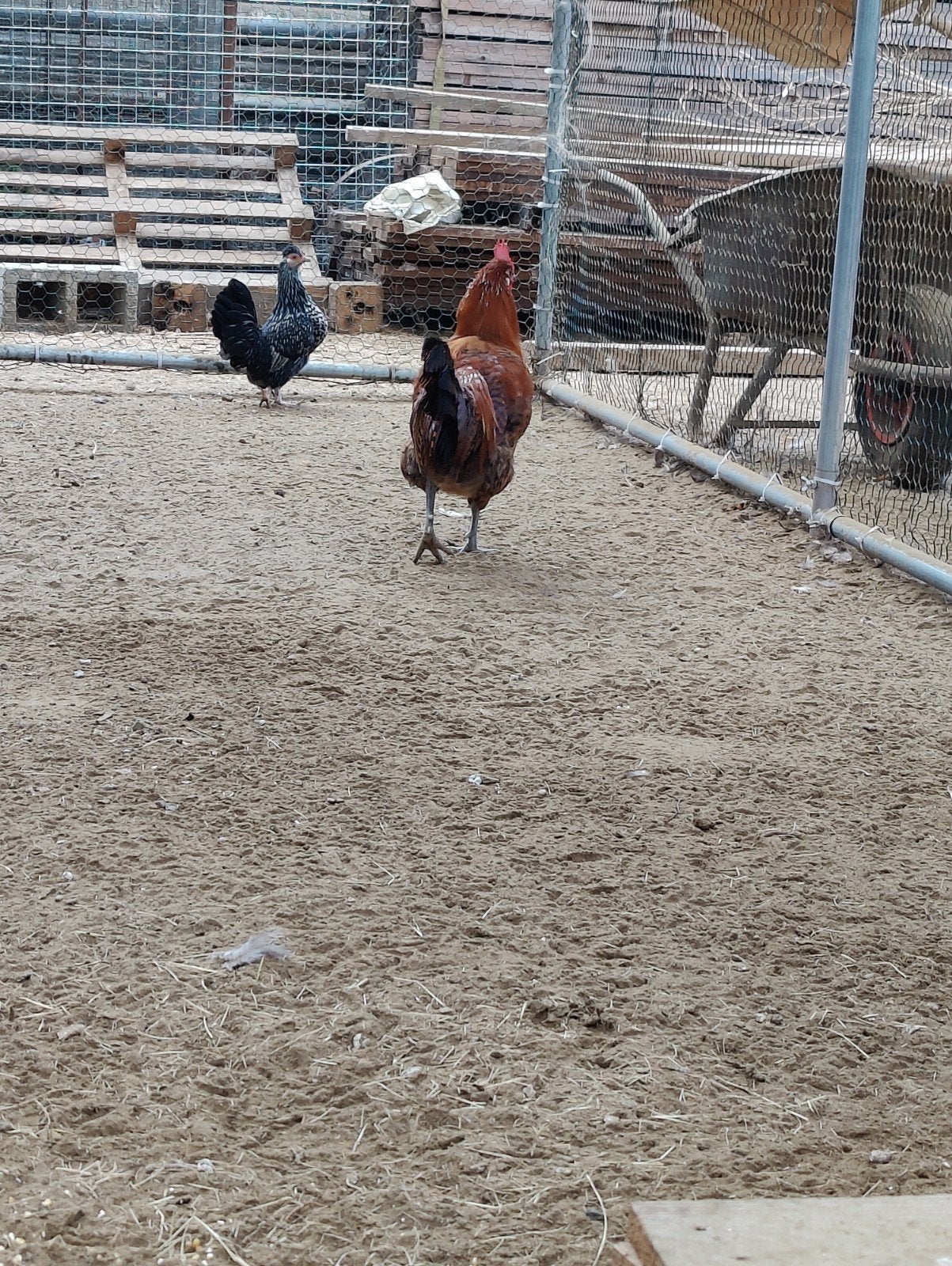 raszuivere goudbrakel 7 maand, Dieren en Toebehoren