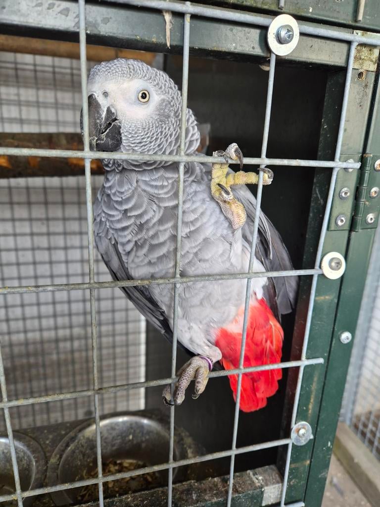 Tamme grijzeroodstaart papegaai man van 2017, Dieren en Toebehoren, Papegaai