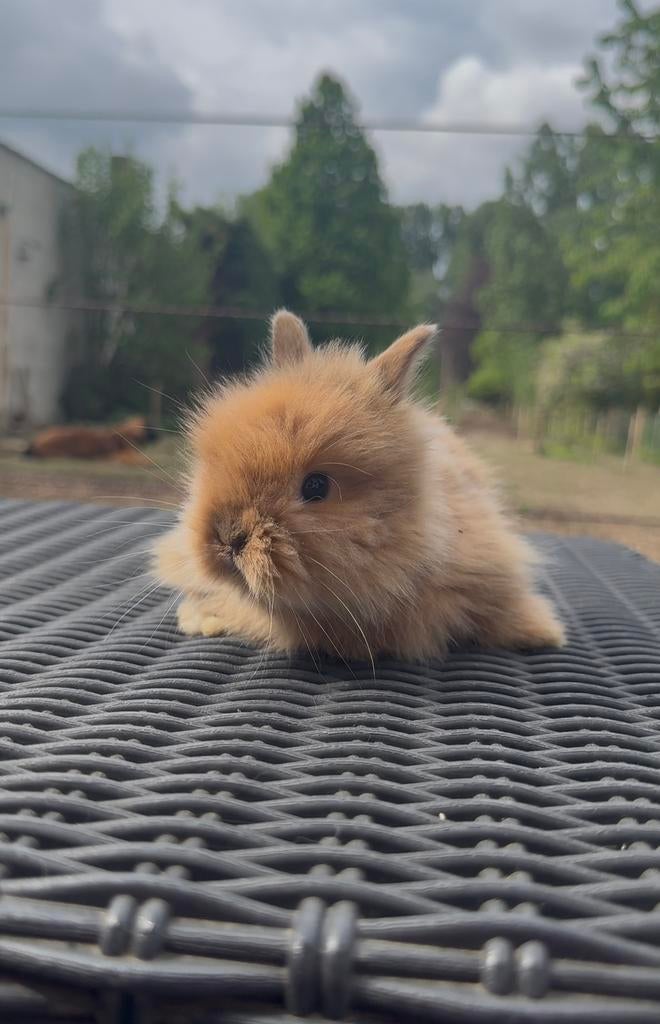 Teddy dwerg ram, Dieren en Toebehoren, Konijnen, Dwerg