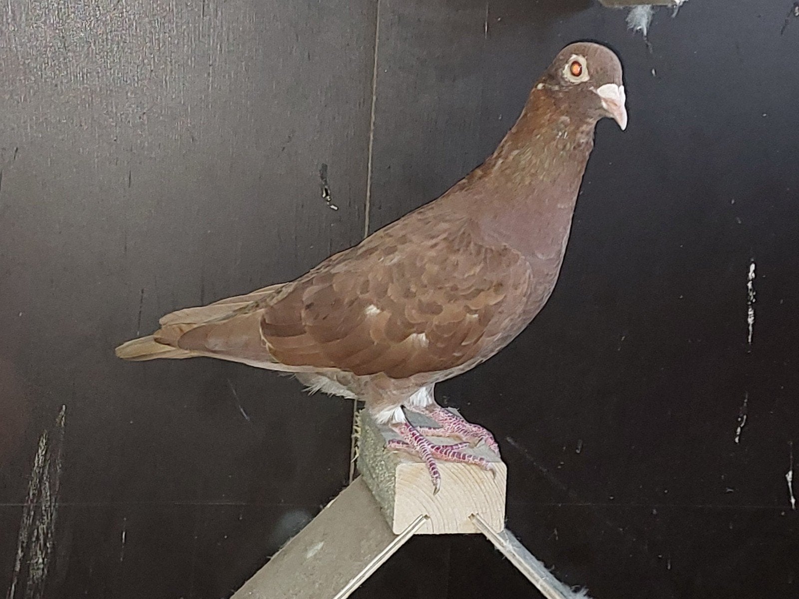 postduiven, kleurpostduiven, 3 duivinnen, Dieren en Toebehoren, Vrouwelijk, Postduif