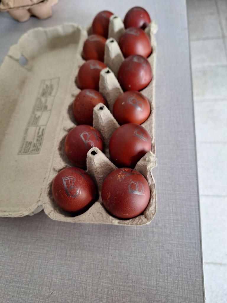 Broedeieren marans koperhals