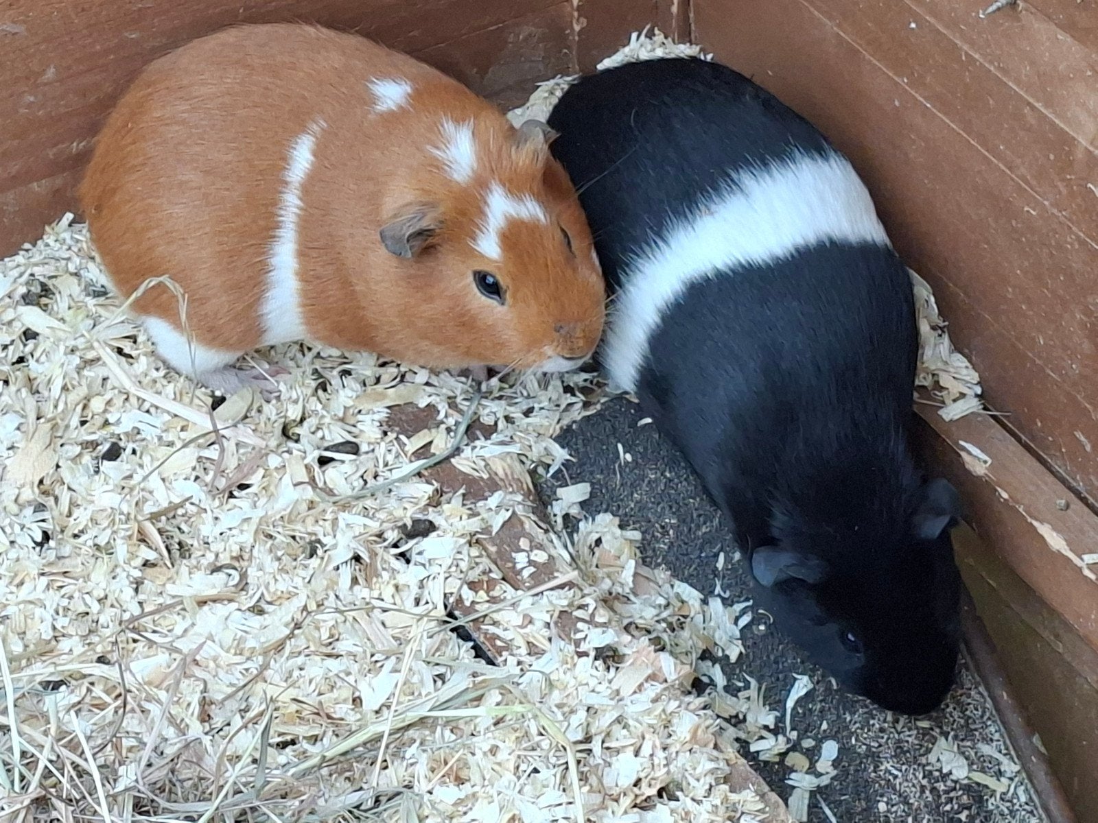 Cavia s, Februari, Cavia