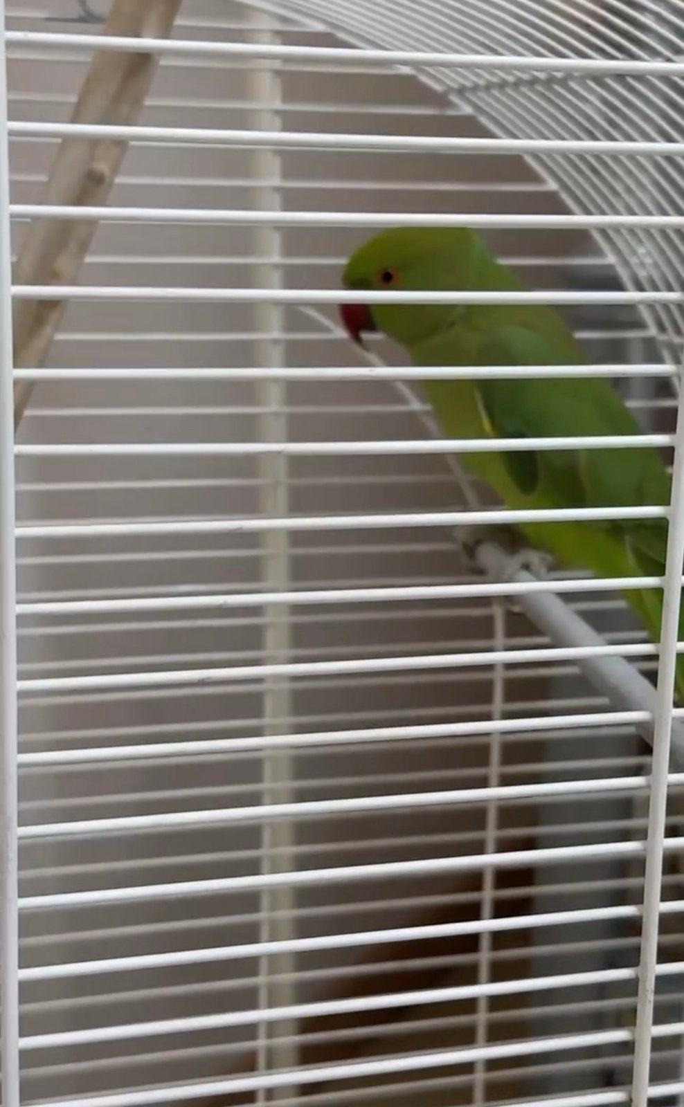 Ringneck papegaai, Dieren en Toebehoren