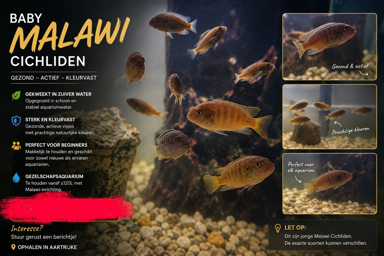 Vissen malawi cichliden baby’s