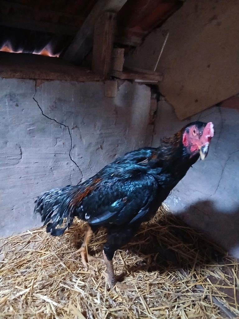 Shamo in de rui, Dieren en Toebehoren, Mannelijk, Kip