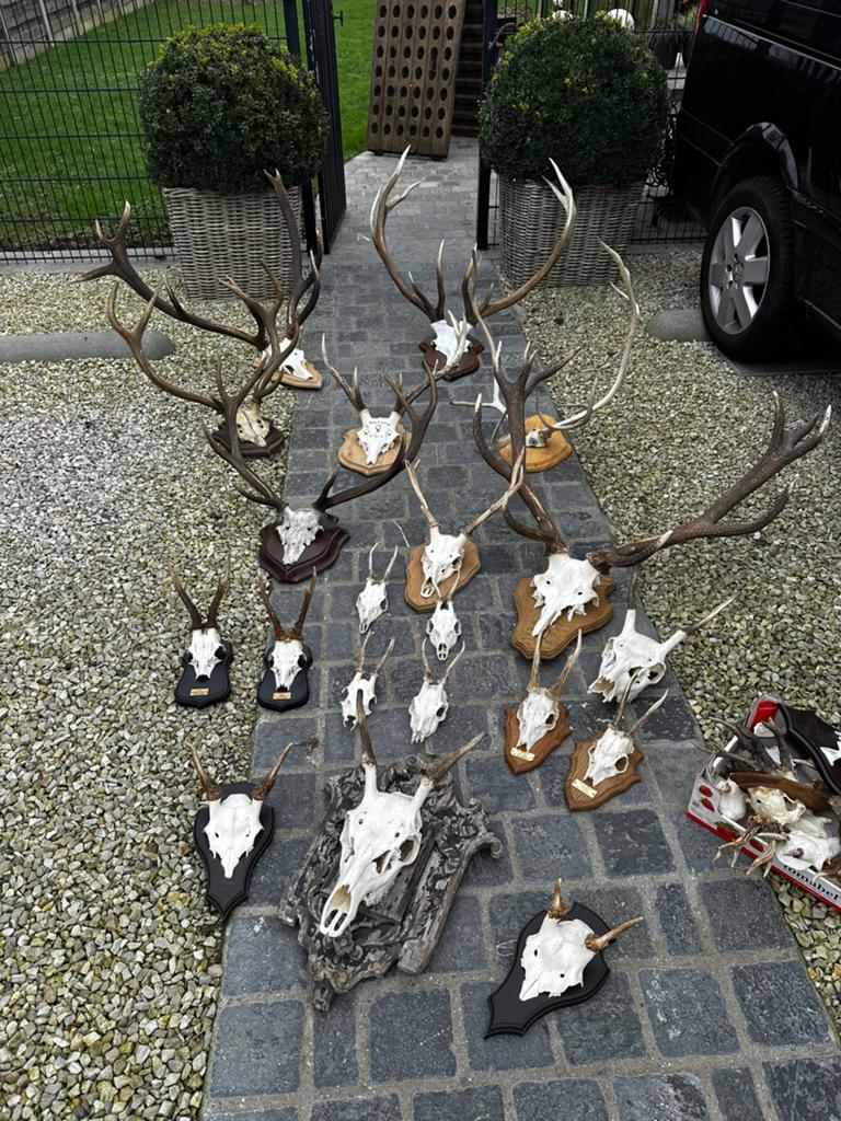 Geweien met schedels vanaf 10€ tot 185€, Ophalen