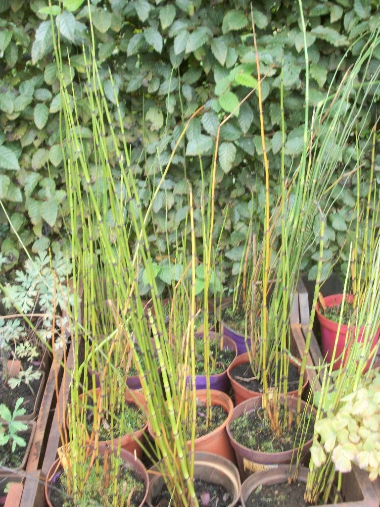 Japanse Holpijp of Equisetum heyemnale, Enlèvement, Plante fixe, Plantes de bassin, Plein soleil