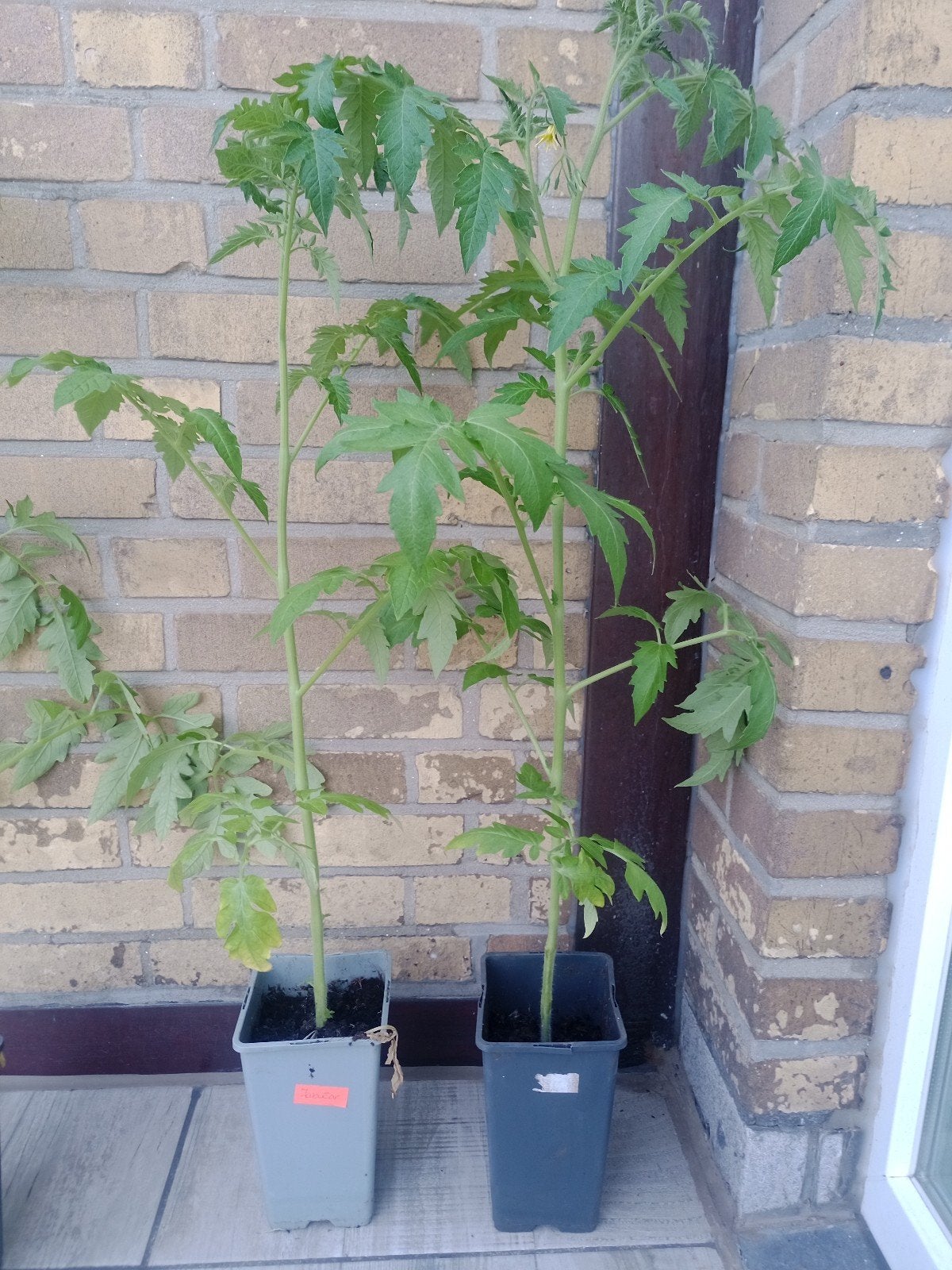 Tomaten, Ophalen of Verzenden