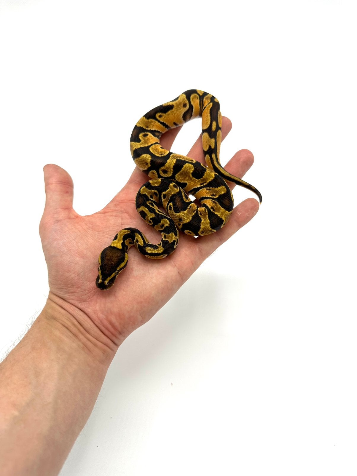 Diverse Python regius - koningspythons Ball Python photo 11