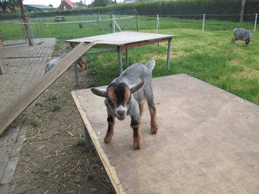 Blauwschimmel tan dwerggeiten bokje van Kato, Dieren en Toebehoren, Mannelijk, Geit, 0 tot 2 jaar