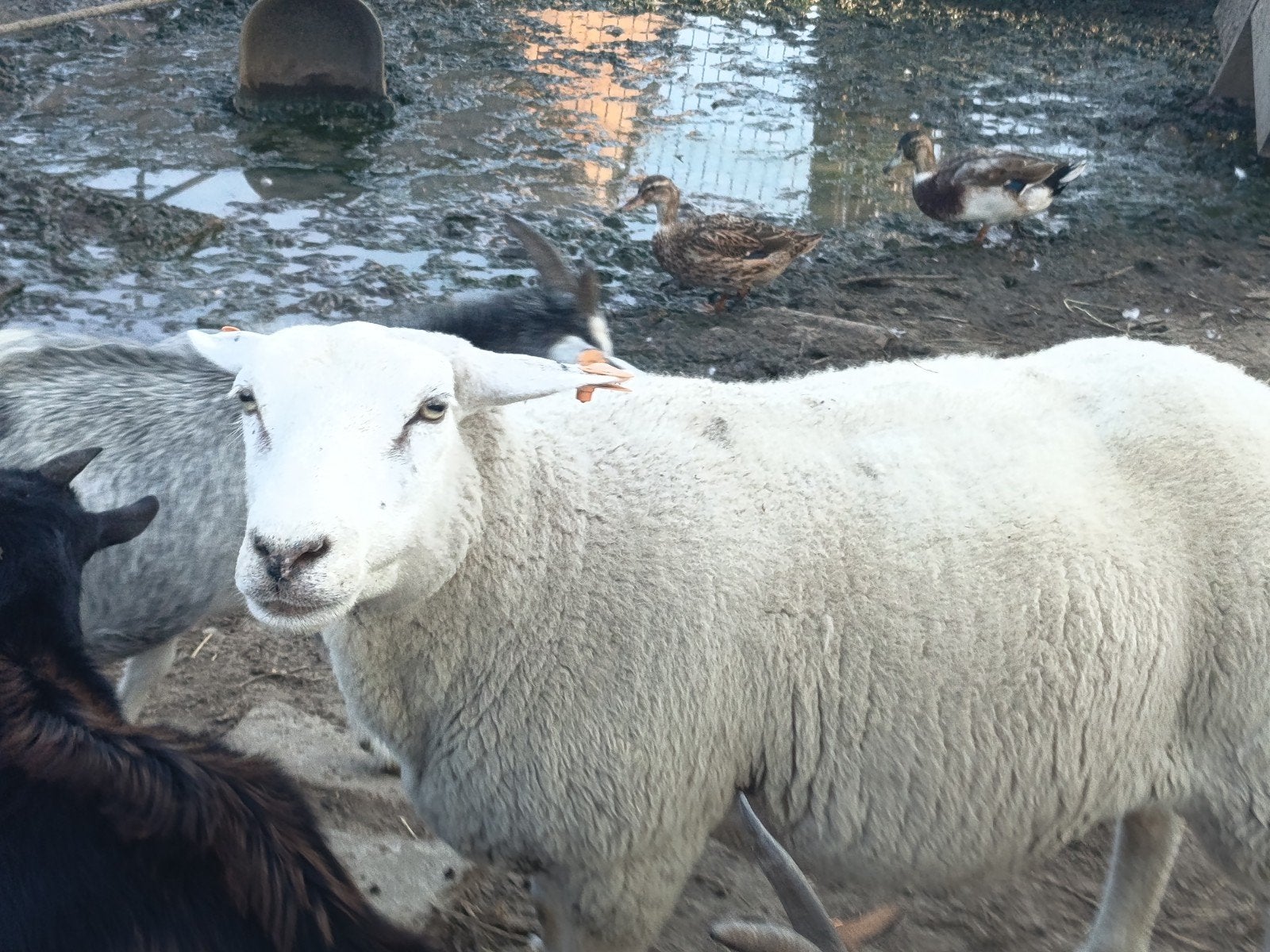 schaap, Dieren en Toebehoren, Vrouwelijk, Schaap, 0 tot 2 jaar