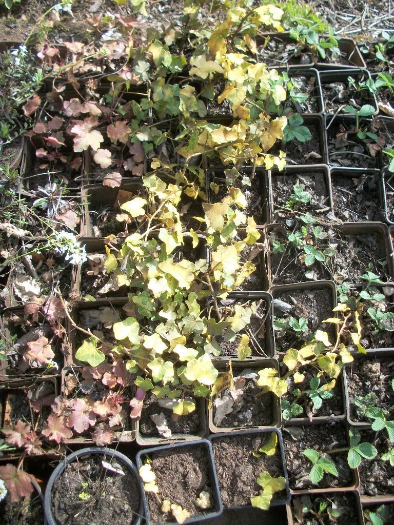 Klimop of Hedera 'Buttercup' en andere klimop, Tuin en Terras, Ophalen, Vaste plant, Bodembedekkers, Halfschaduw