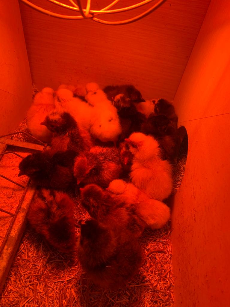 Padua kuikens, Dieren en Toebehoren, Pluimvee