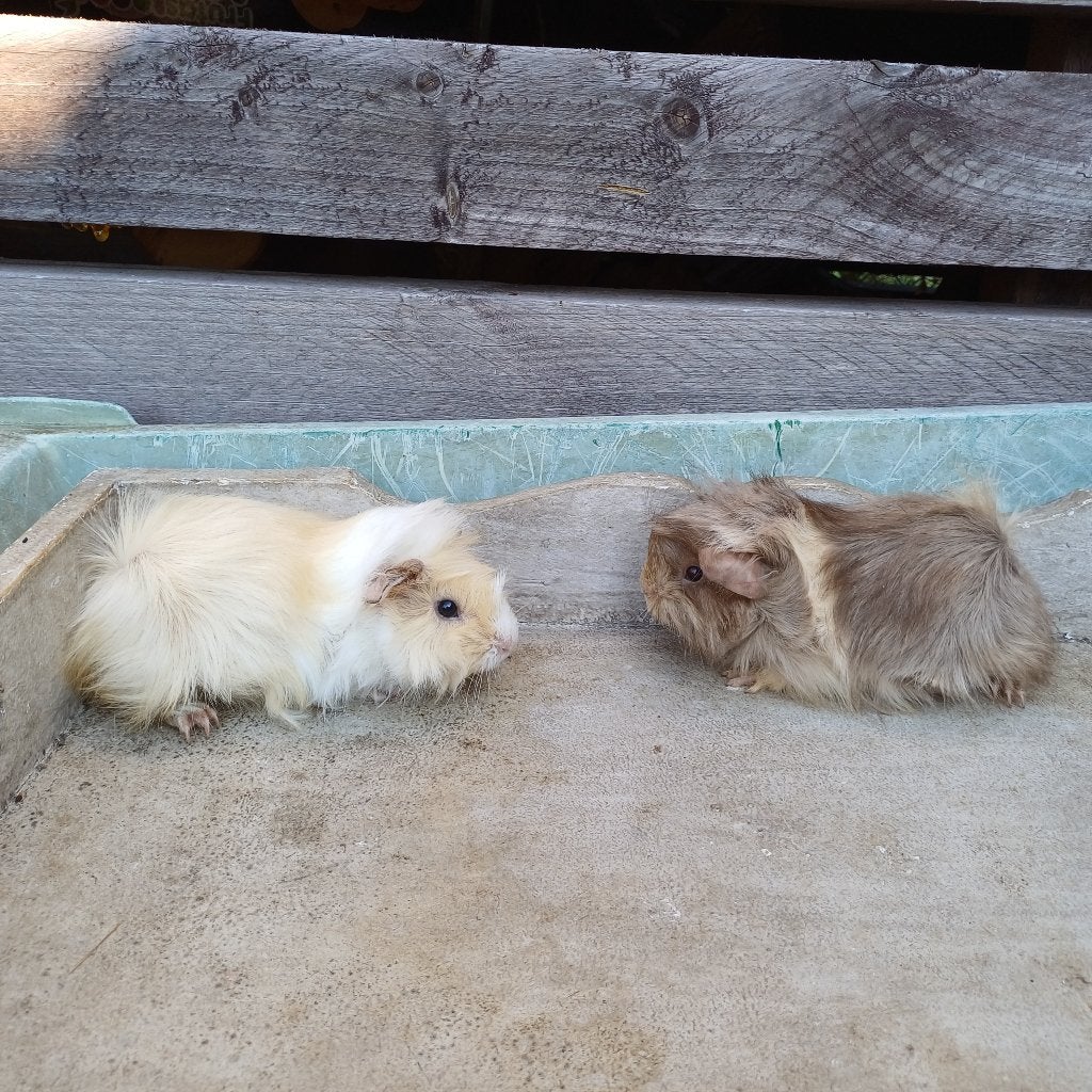 Koppel peruvian cavias, Dieren en Toebehoren, September, Meerdere dieren