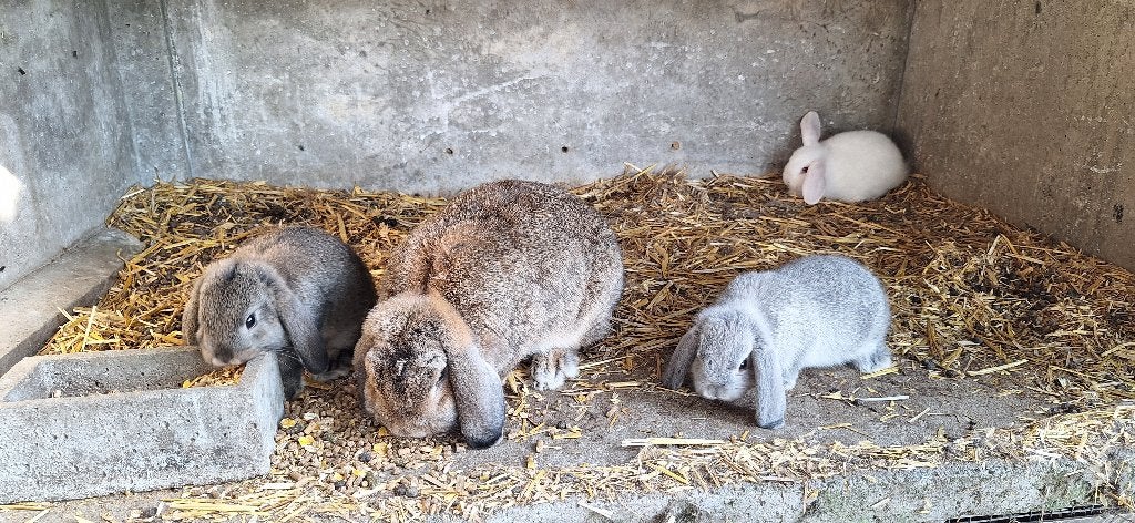 Raszuivere Nederlandse dwerghangoren, Dieren en Toebehoren, Konijnen, Dwerg