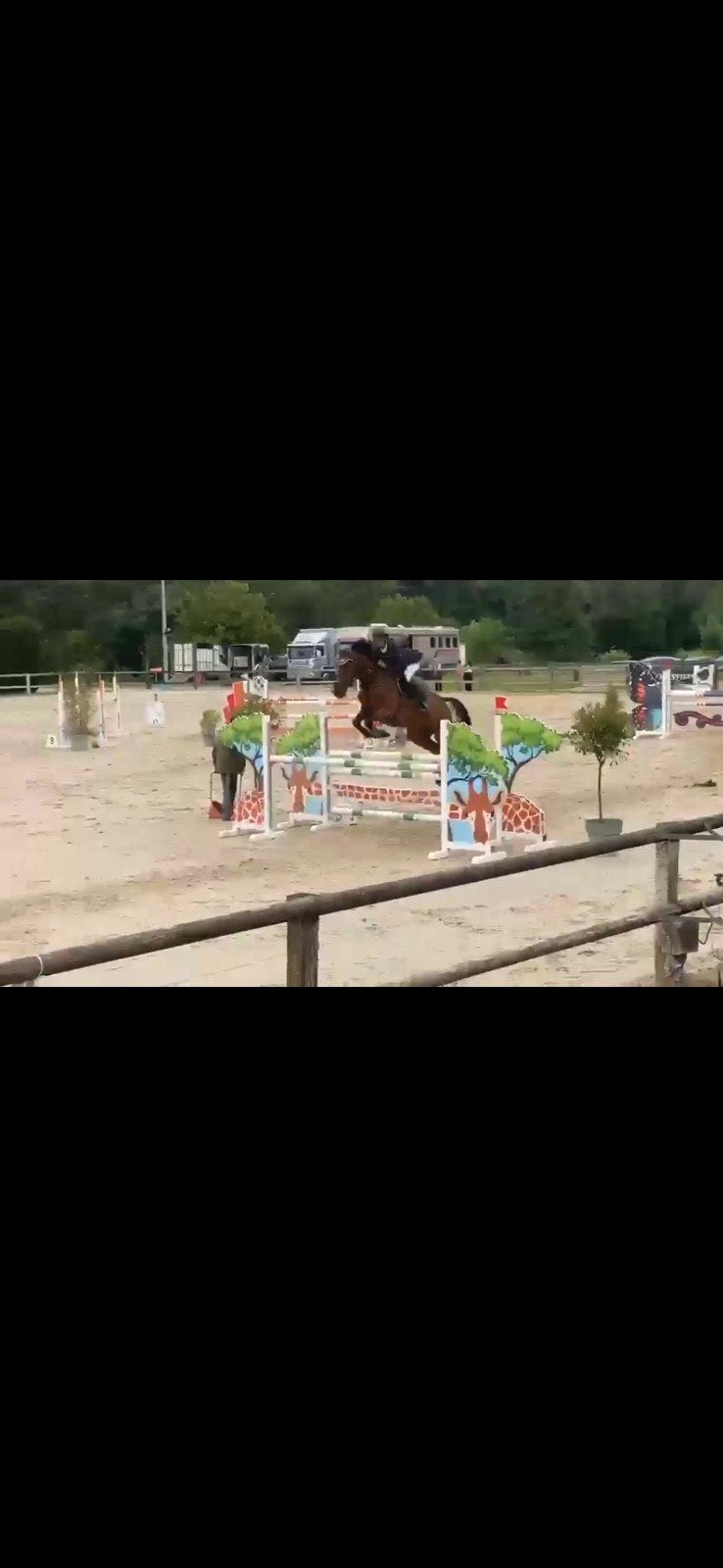 6 j springpaard, 165 tot 170 cm, Springpaard, 3 tot 6 jaar