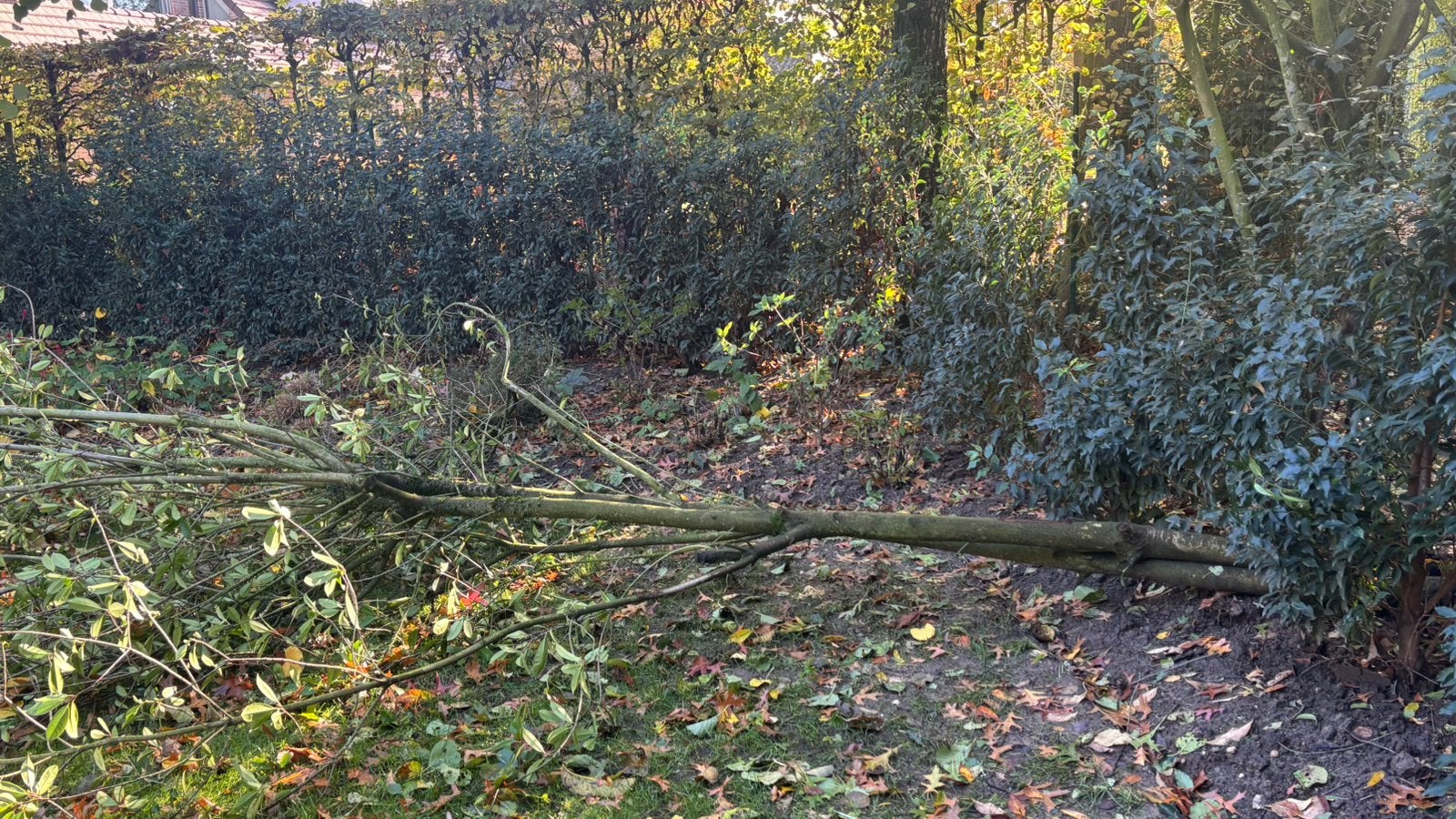 Brandhout Gratis, Tuin en Terras, Minder dan 3 m³, Ophalen, Overige houtsoorten, Stammen