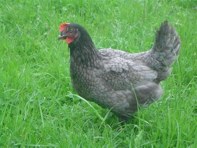 legkippen diverse kleuren, Dieren en Toebehoren, Pluimvee, Meerdere dieren, Kip