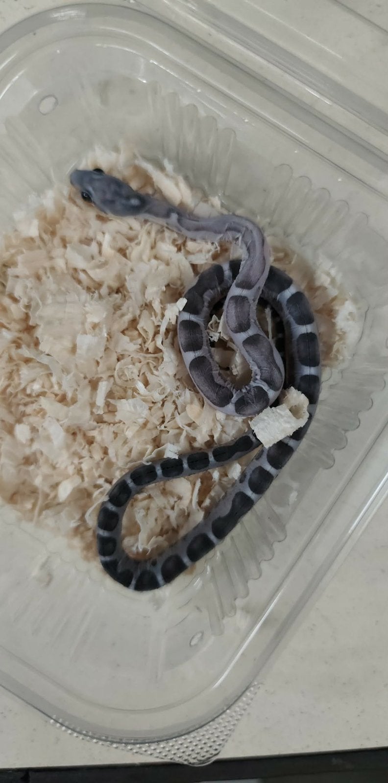 Guttatus scaleless, Enlèvement
