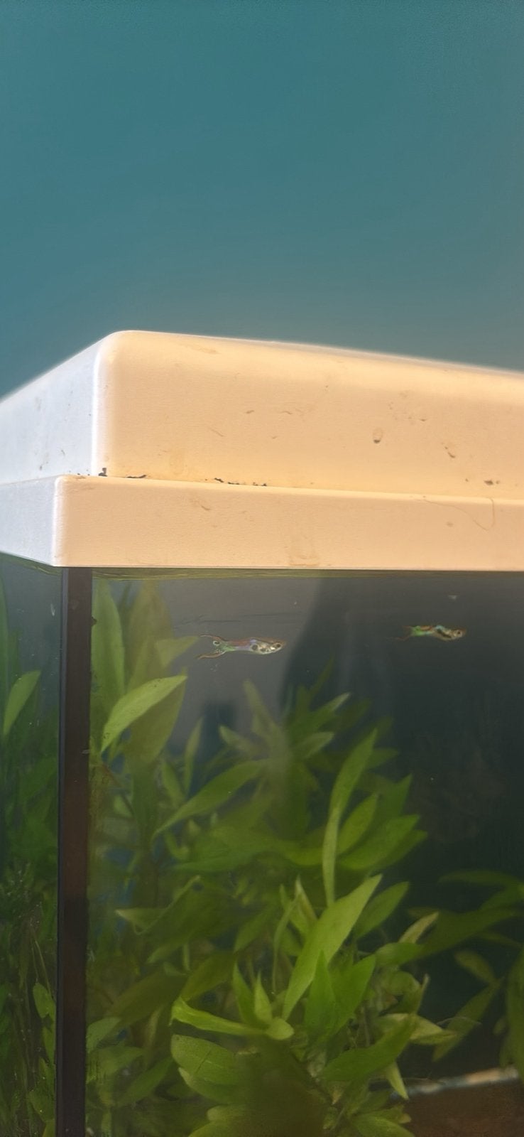Poissons, Poisson, Poisson d'eau douce